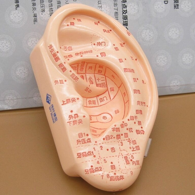 Traditional Human Acupuncture Learning Model Ear Hand Foot Teaching Model Tool