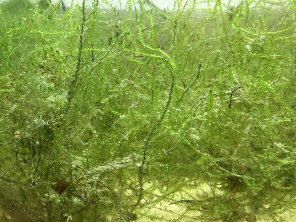 One cup full 8 oz Java   Moss Live Aquarium Plant