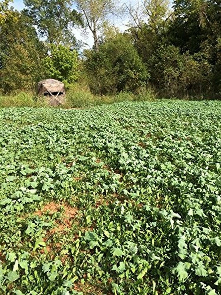 EVOLVED HARVEST 7 Card Stud Adaptive Food Plot Seed - Full Season High-Protei...