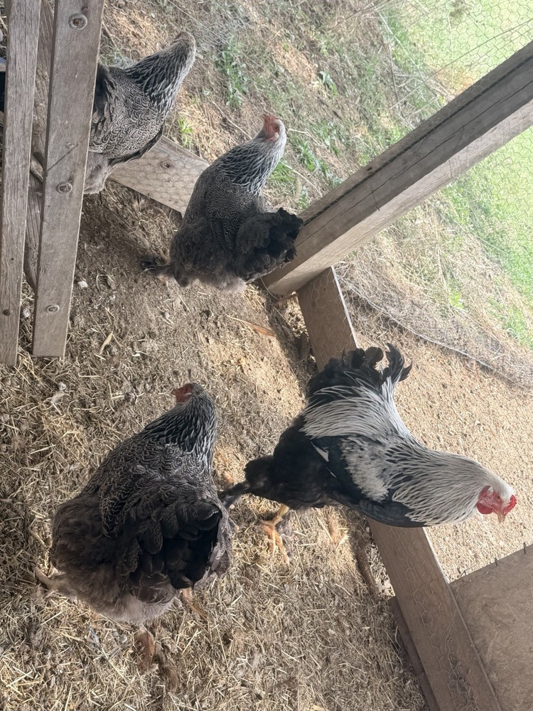 Dark Brahma Hatching Eggs