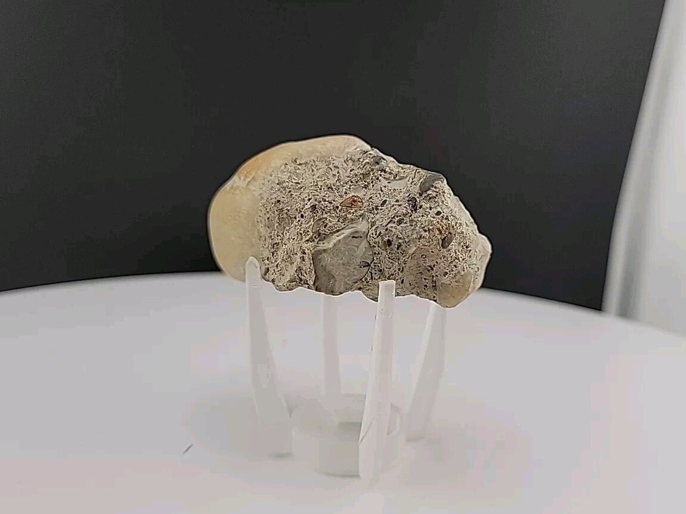 Claw Fossil Super Rare Compression Fossil