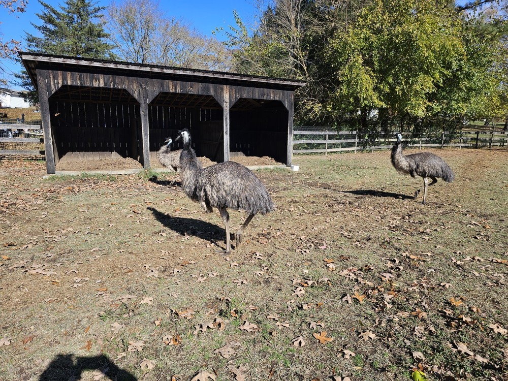 2 Emu Hatching Eggs White Blonde Normals