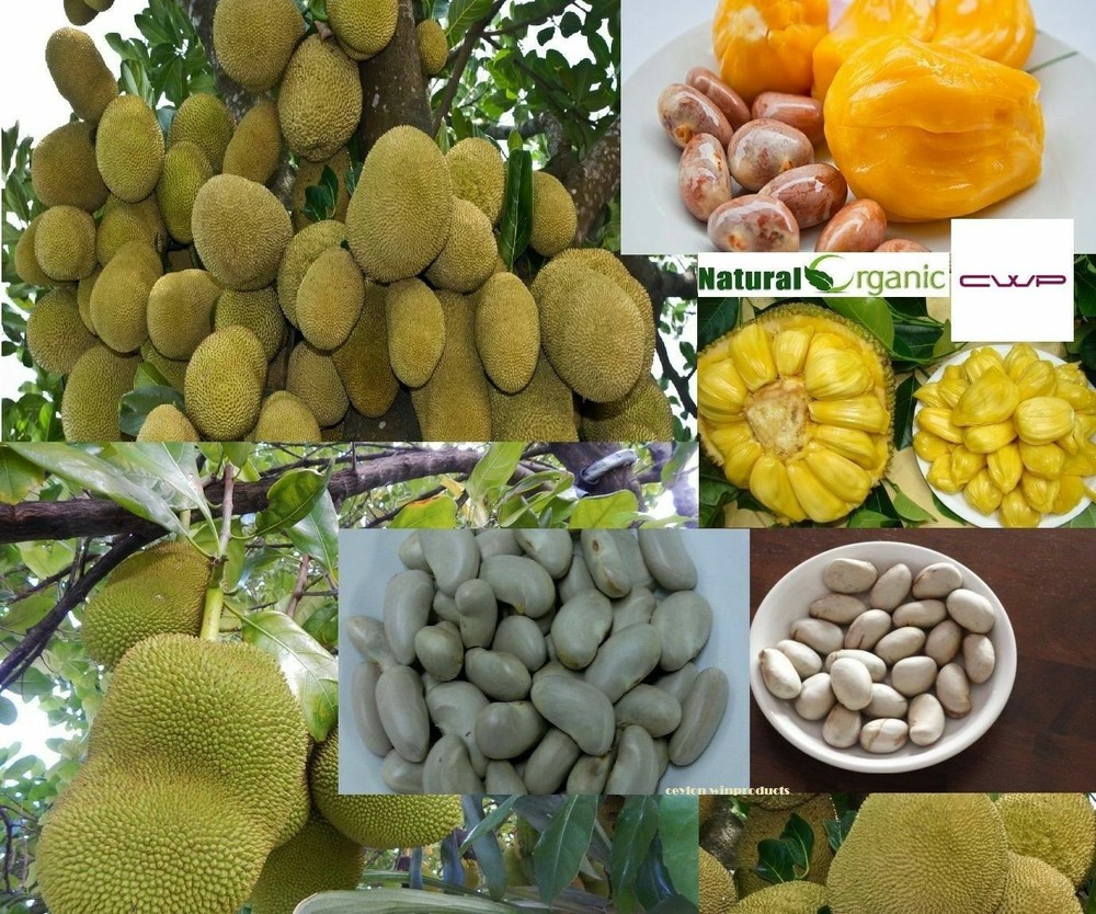10 Oraganic Fresh JackFruit Seeds Tropical Worlds Largest Tropical Fruit seed