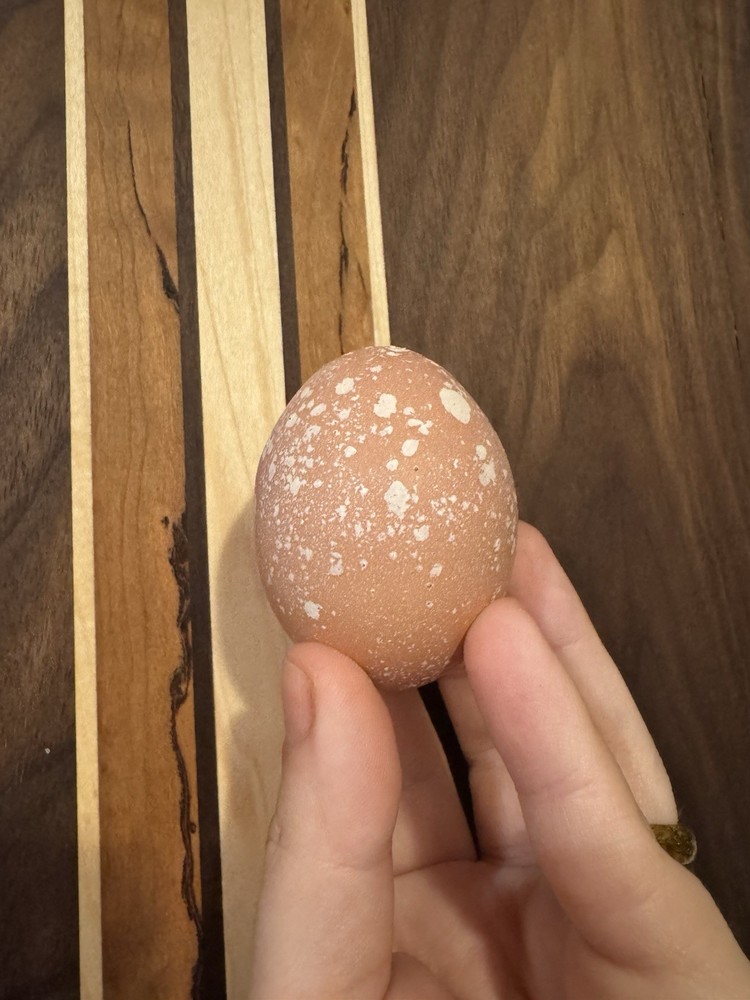 10 “Who’s Your Daddy?” RAINBOW Hatching Chicken Eggs 🤍🌈