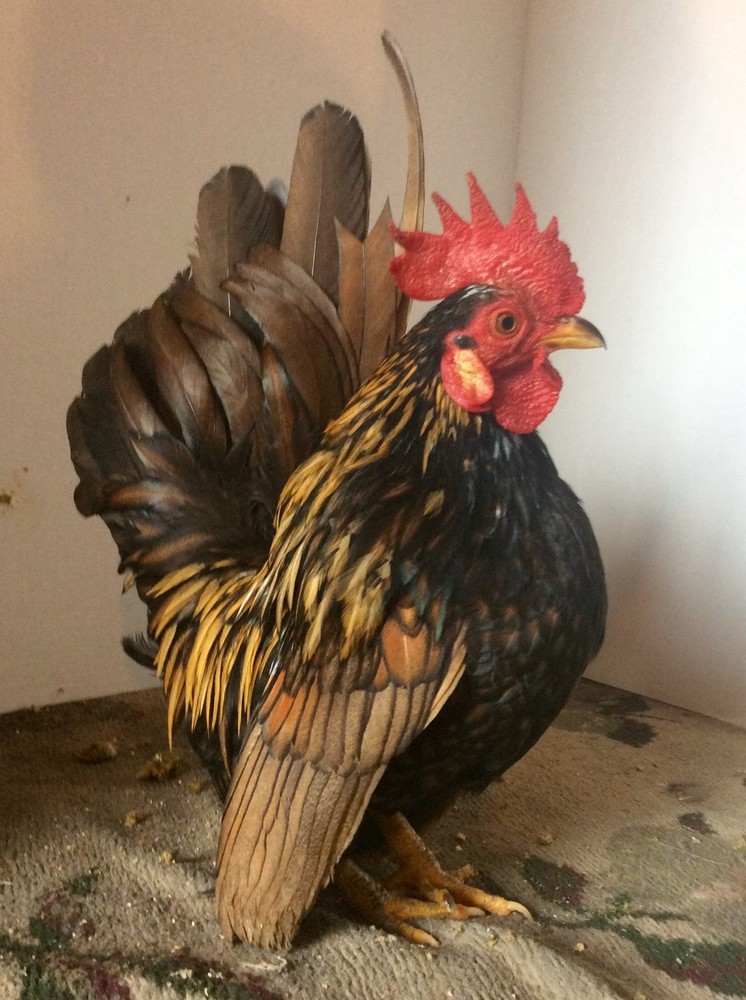 6 + 3 SQ Fresh Serama Hatching Eggs Splash Blue Black Chocolate Mottled! NPIP