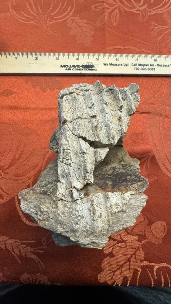 Edmontosaurus Dinosaur Fossil Partial Dentary Jaw Section