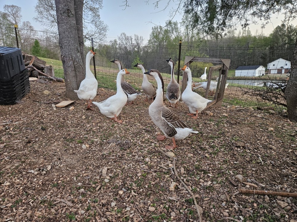 6 Goose Hatching Eggs