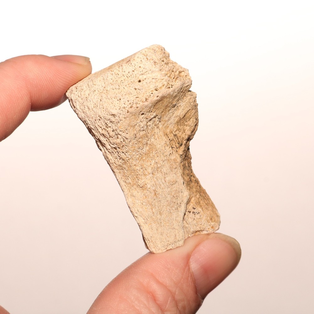 T.rex Bone Chunk - Honey Comb Marrow Fossil - Hell Creek Formation Cretaceous