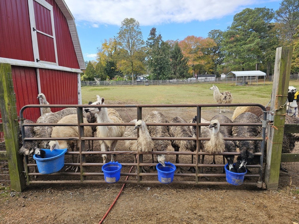 2 Emu Hatching Eggs White Blonde Normals