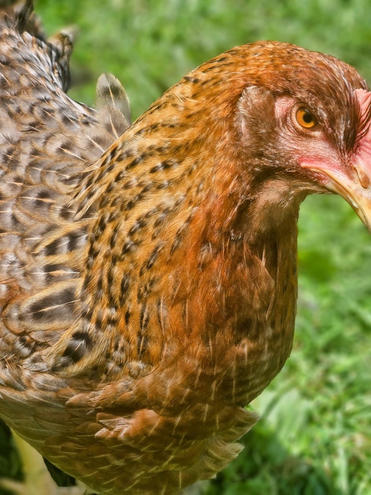 Bielefelder Kennhuhn 5+ Hatching Eggs