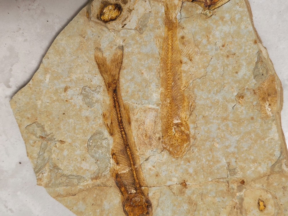 Unique and authentic fossilized fish fossils C01