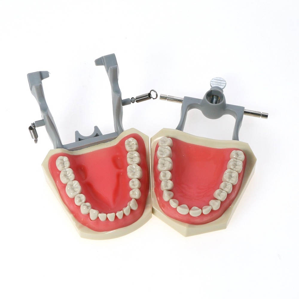 US Columbia 860 Type Dental Typodont Model With 32Pcs Removable Teeth M8030