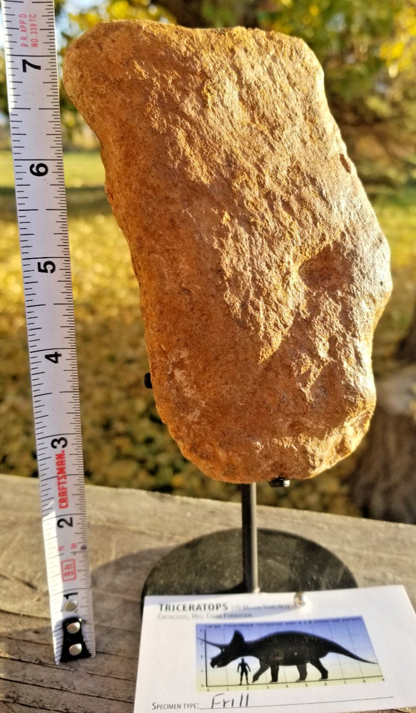 Nice Triceratops Frill Section Fossil Specimen Defined Cretaceous Hell Creek MT