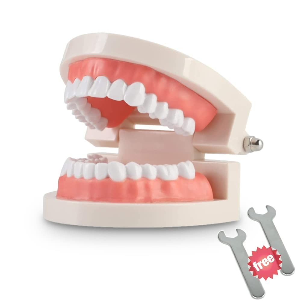 1 Pack Standard Teeth Model Adult Standard Typodont Demonstration Denture Mod...