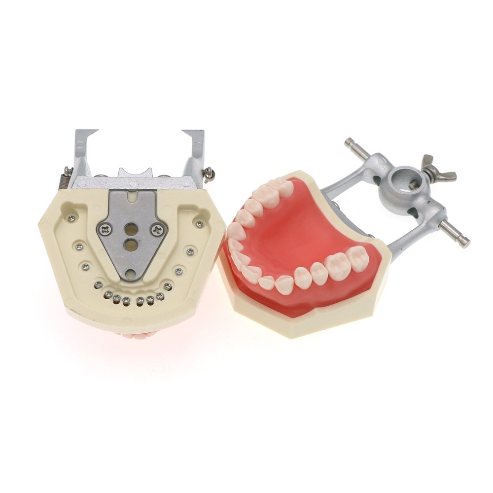 Dental 28pc Kilgore Nissin 500 Type Typodont Teeth Mounting Pole Training Model