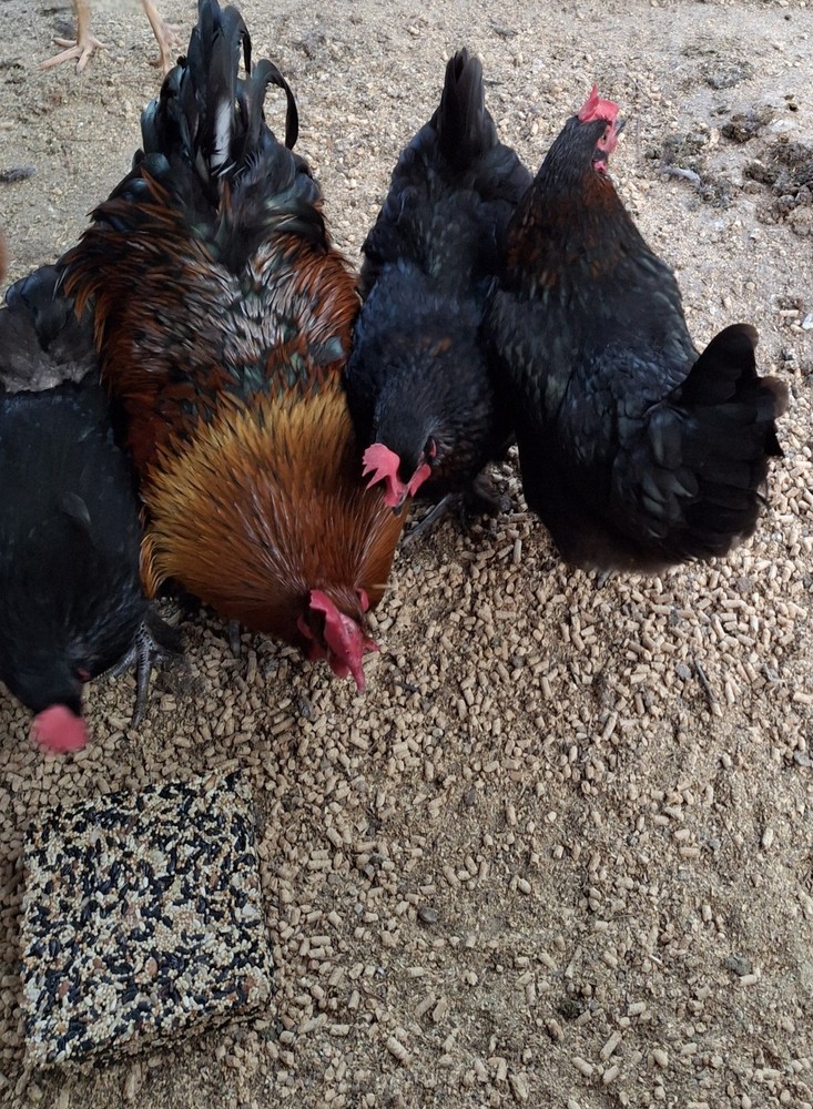 10+2 Black Copper Maran Hatching Eggs