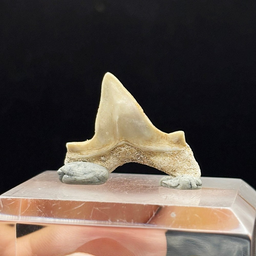 PATHOLOGICAL SHARK TOOTH - Paleogene, Paleocene - Oued Zem - MOROCCO BB13