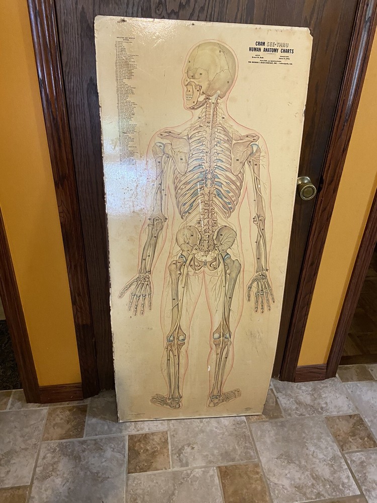 Cram See-Thru Human Anatomical Flip Chart Muscular￼ System Oddity Thin Man 1962