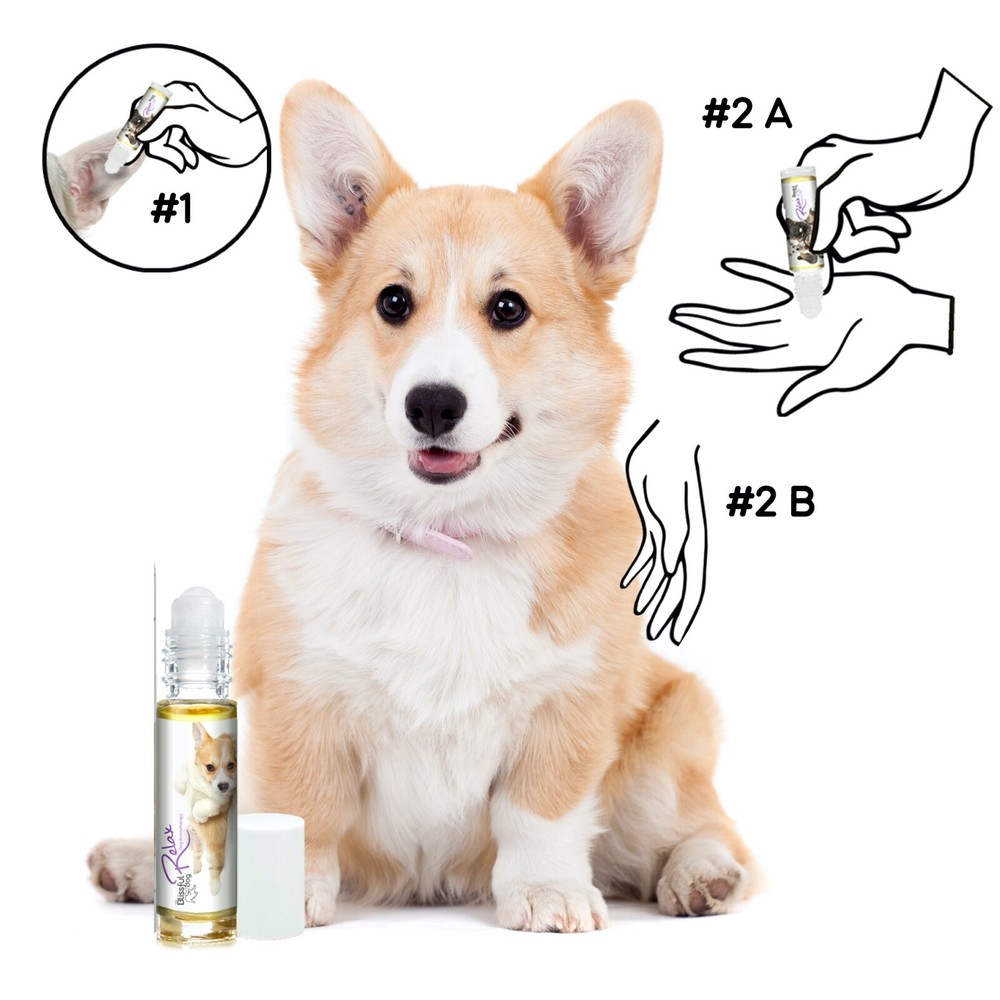 Corgi Relax Dog Aromatherapy | Thunderstorms, Fireworks, Separation Anxiety