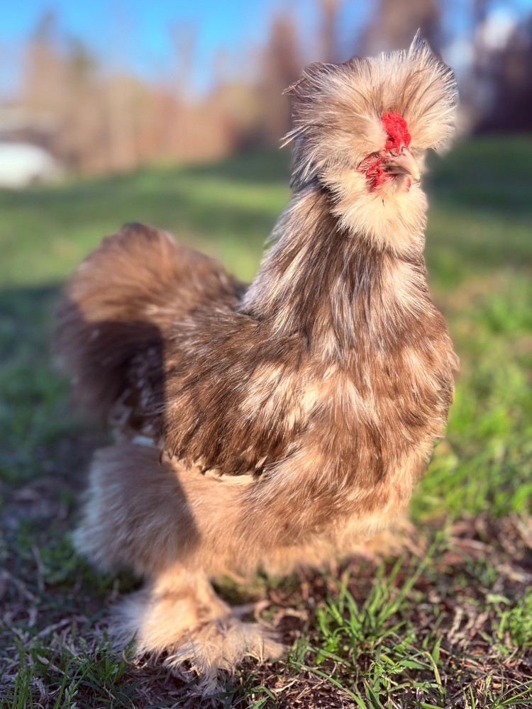 6+ mottled silkie/satin hatching eggs NPIP/AI clean
