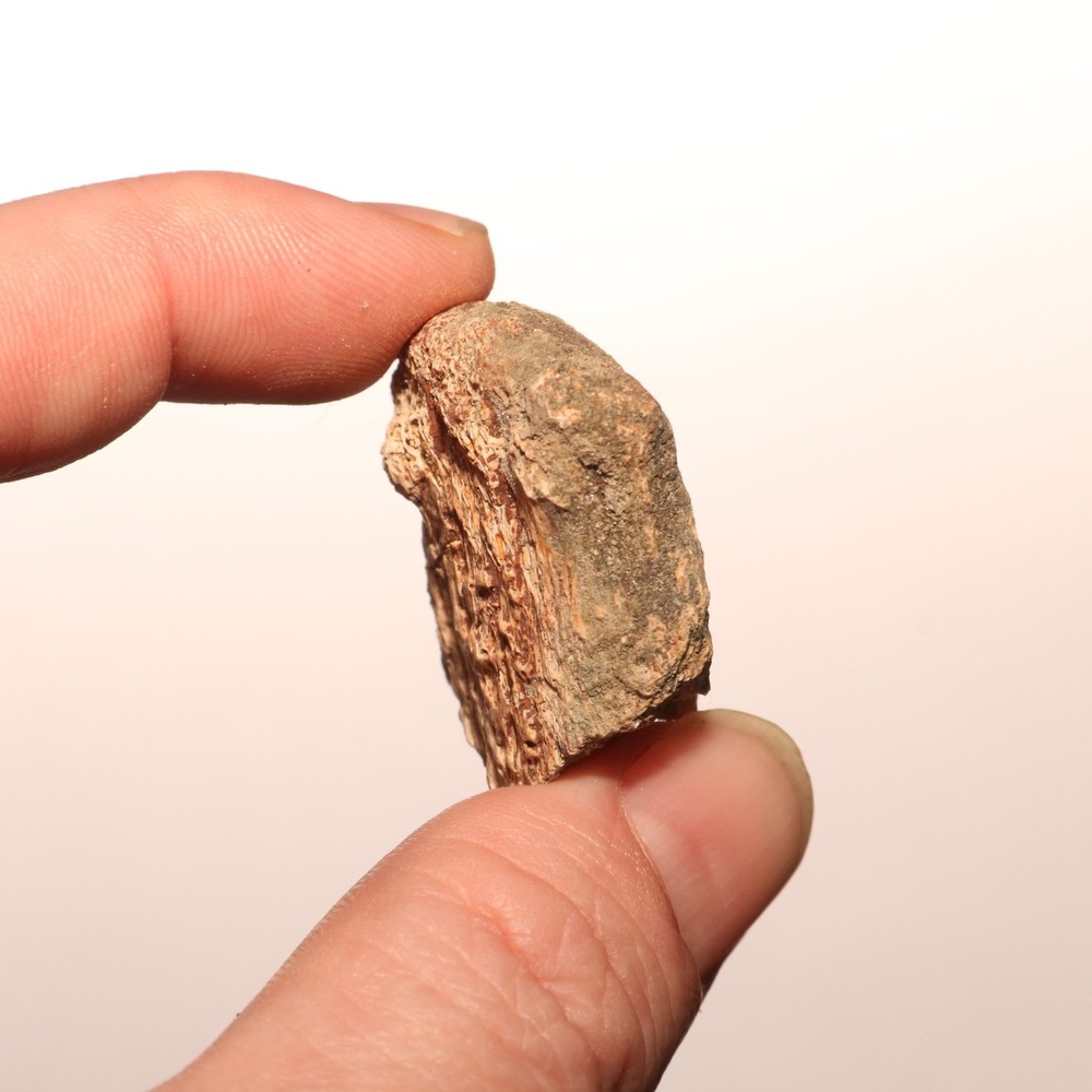 Dinosaur Vertebrae Process Predation Gnaw Bite - Hell Creek Formation Cretaceous