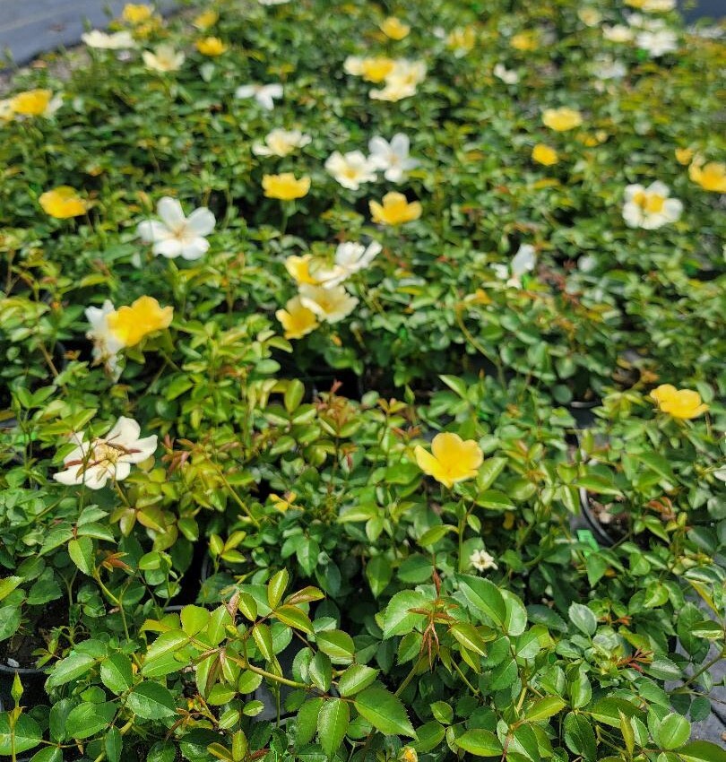Easy Bee-zy™ Knock Out® Rose - Live Plant - ( 1 QT )