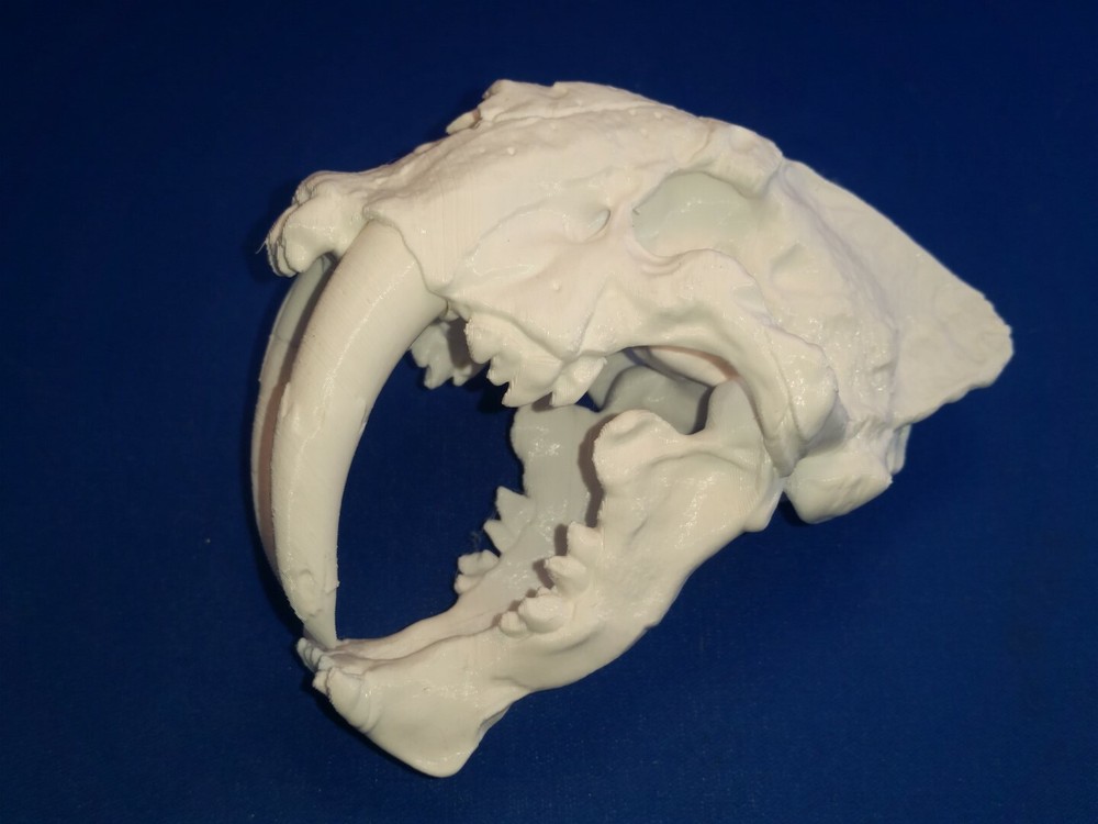 Saber-Toothed Cat Skull Scale model