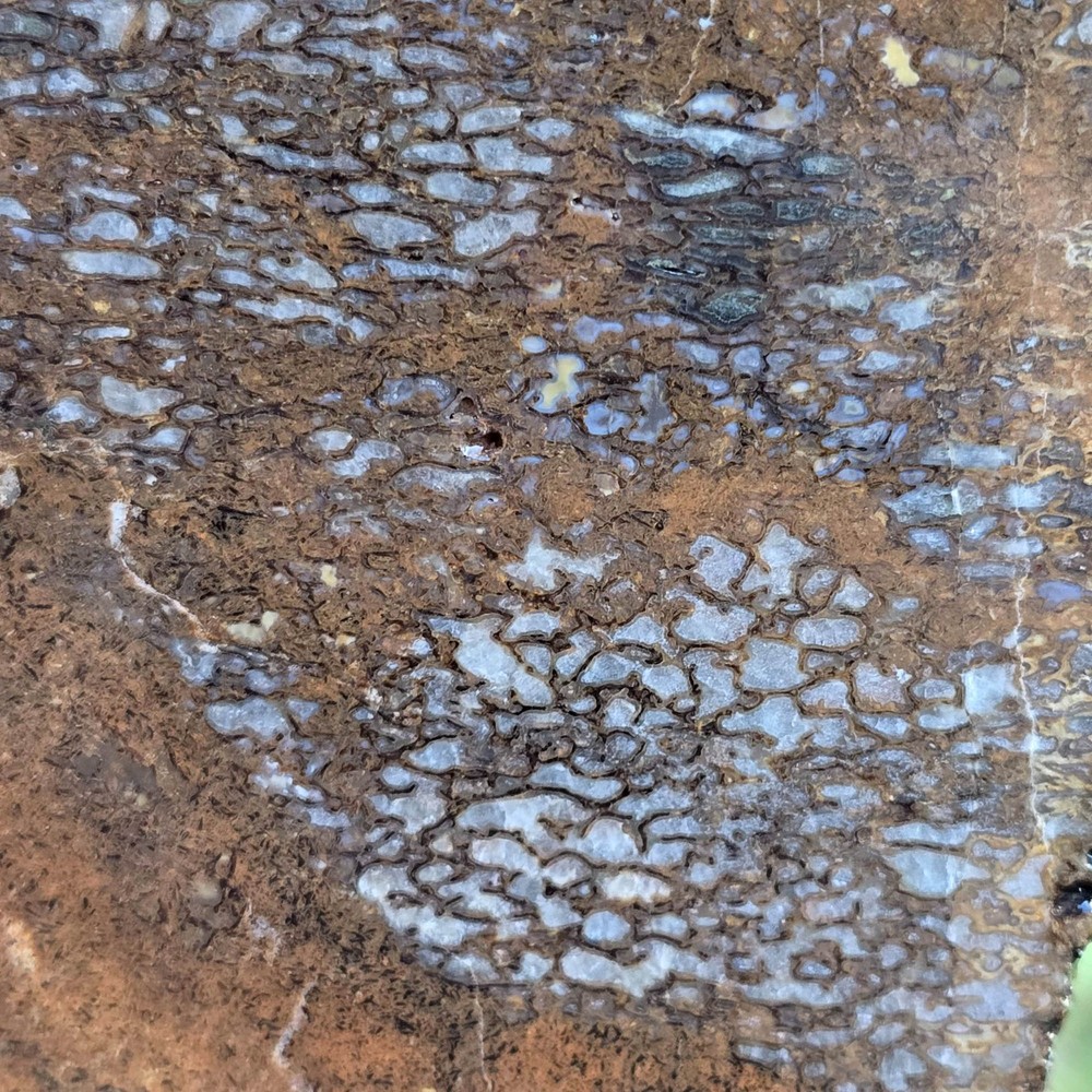 Gem Dinosaur Bone Slab - Cell Pattern - Variable Preservation