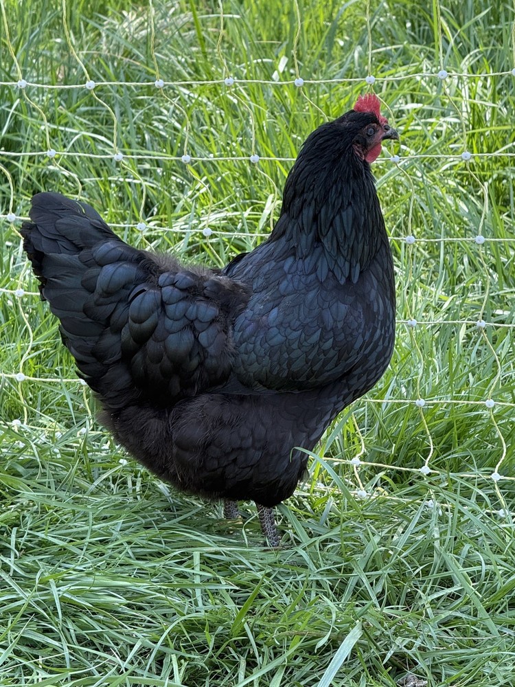 NPIP Certified Australorp Hatching Eggs 12+ 2