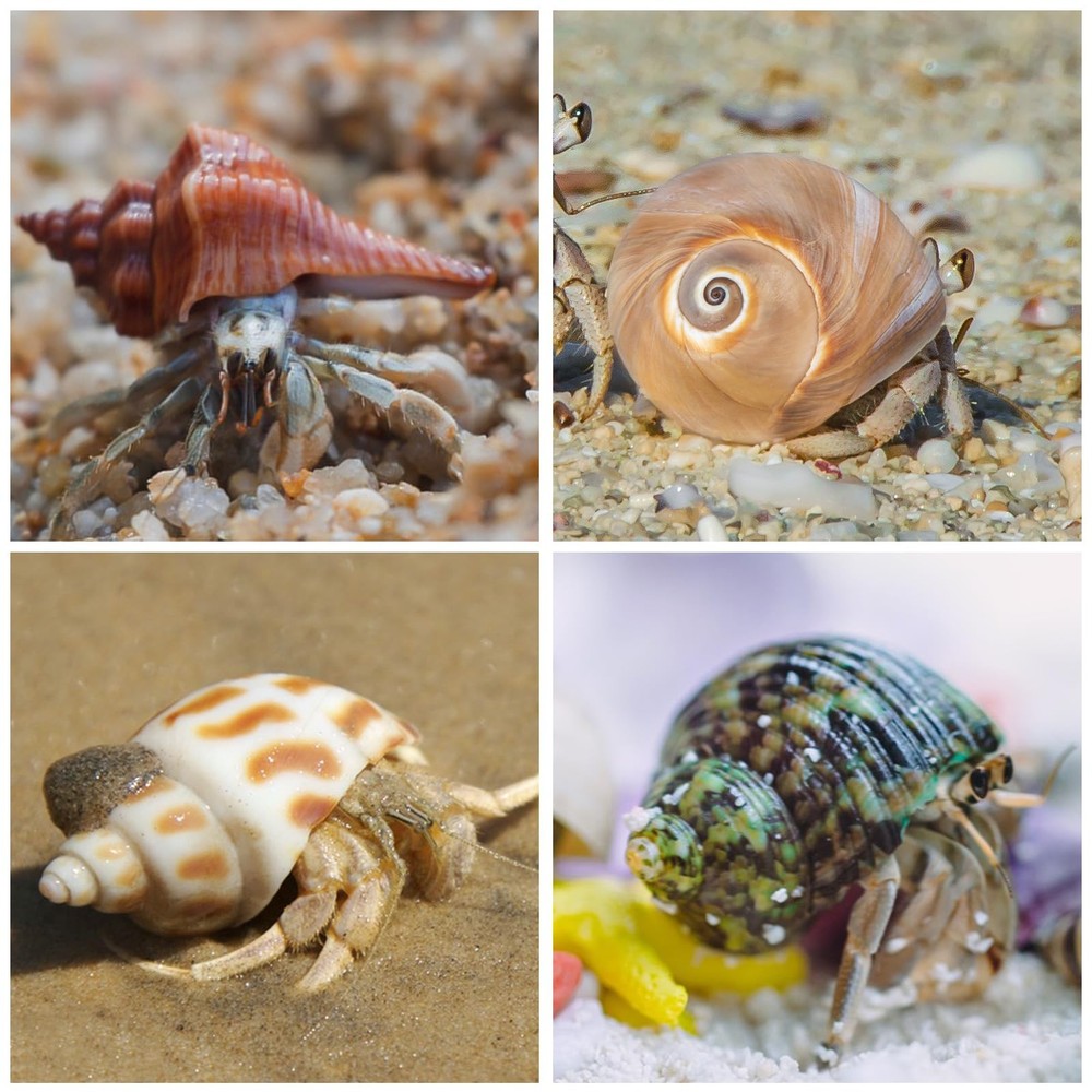 Assorted Natural Hermit Crab Shells 21PCS | 1.3-3.2 Sizes for Crabs