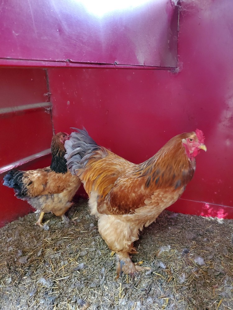 Blue Buff Columbia Brahma Hatching Eggs 8+