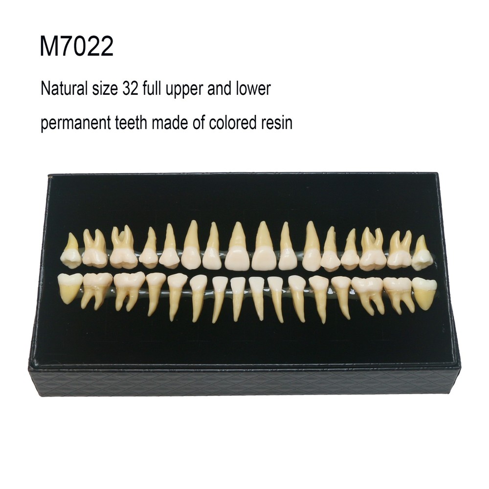 Dental 1:1 Permanent 32Pcs Teeth Demonstration Teach Study Model Teeth M7022