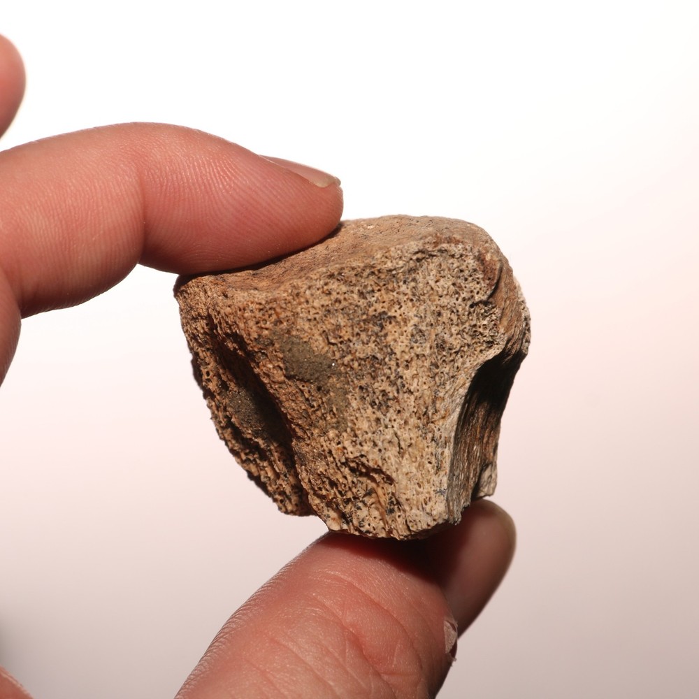 Dinosaur Vertebrae Partial Great Texture - CRETACEOUS Hell Creek Formation NICE