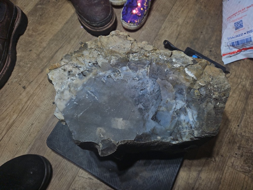 Petrified Palm Tree Root Specimen (36lbs 12oz)