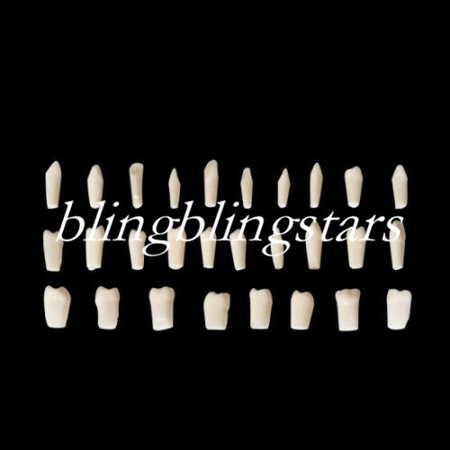 28 Pcs/Set Teeth Model Dental Demonstration Resin Practice Artificial Study
