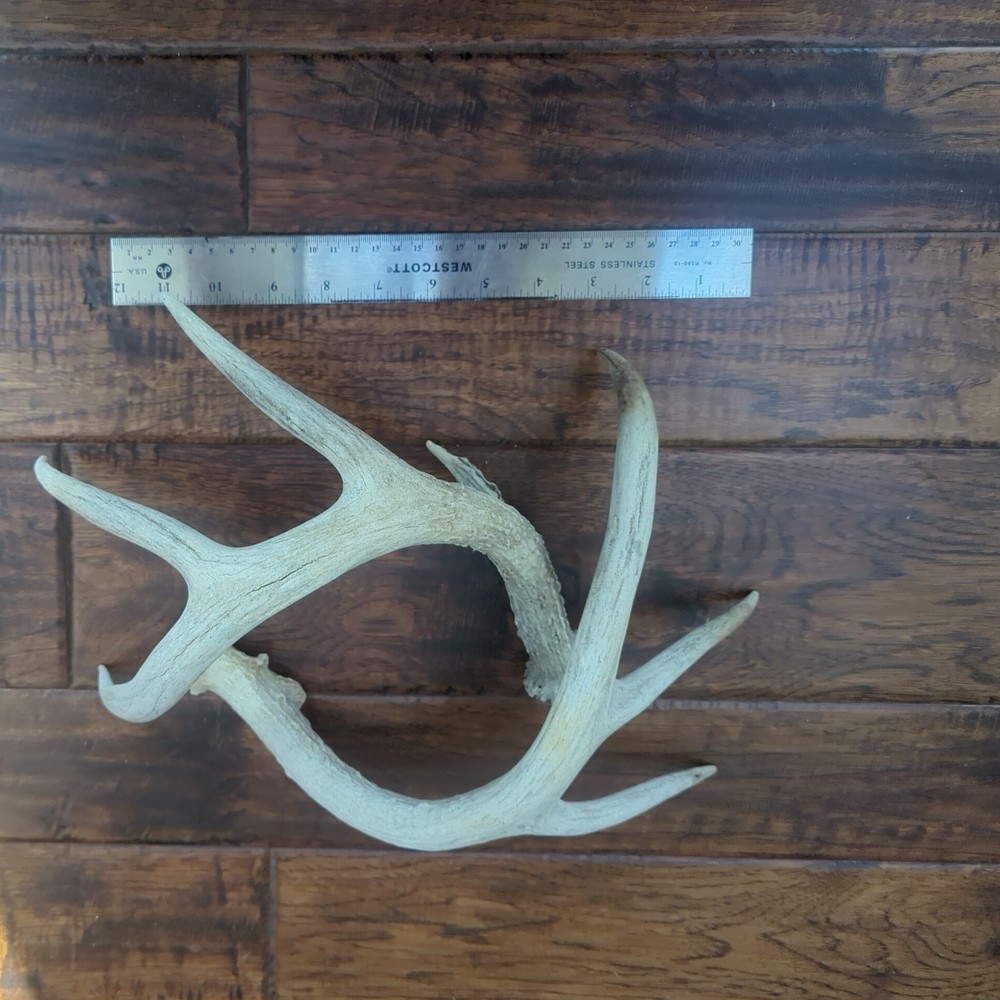 Dear Antlers