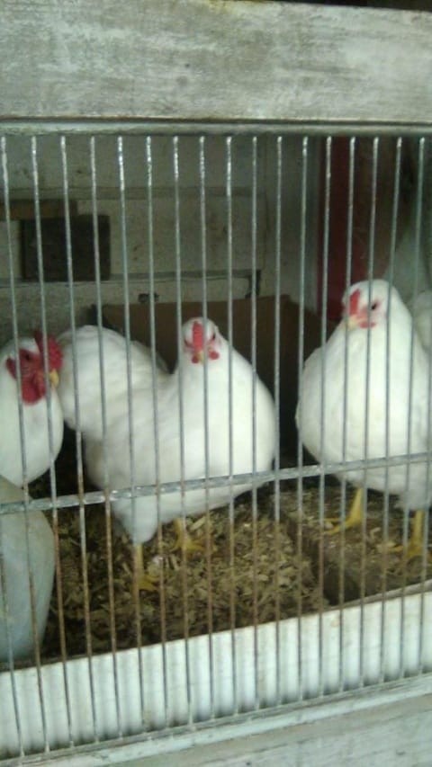 12+ white wyandotte bantam Hatching Eggs
