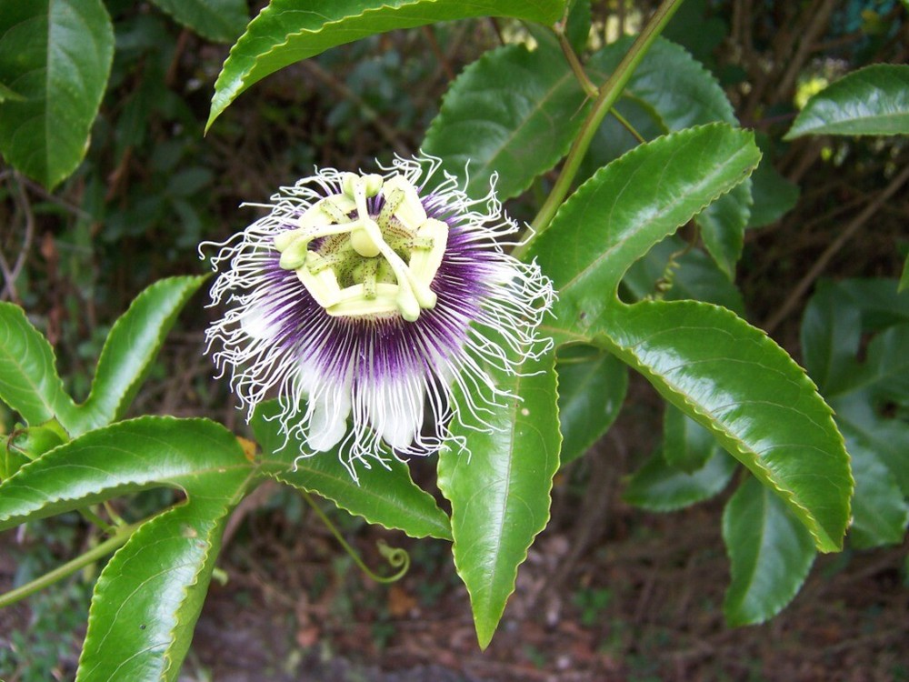 Passiflora edulis - Passion Fruit - Possum Purple
