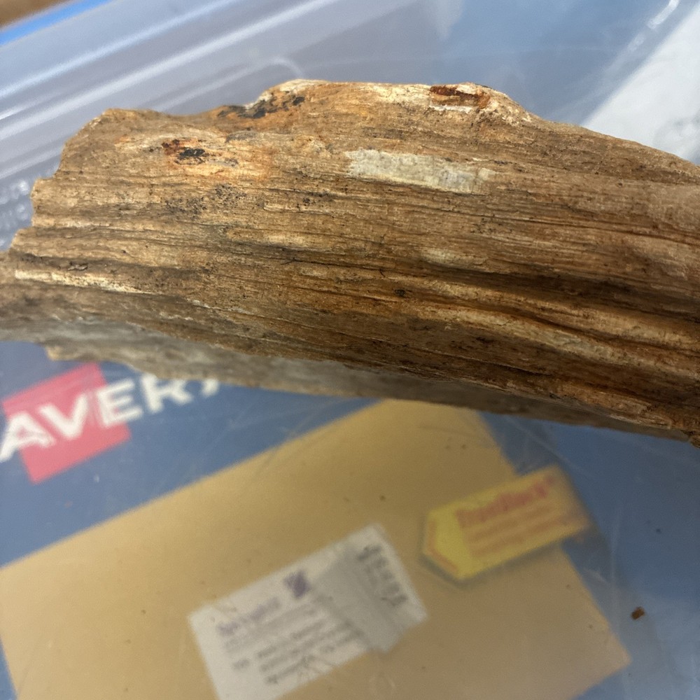 petrified wood rough