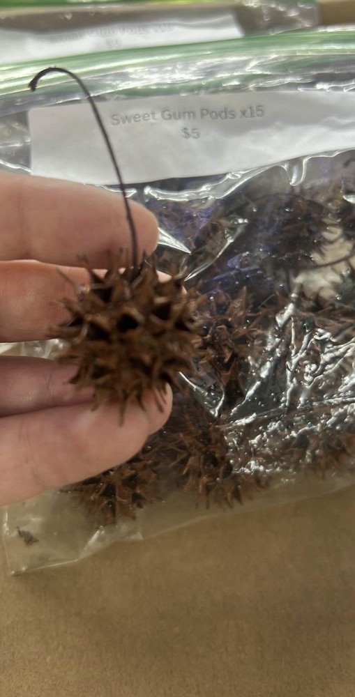 Sweet Gum Seed Pods, 15 Count
