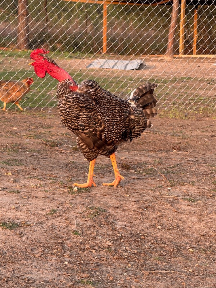 24 Chicken Egg ( Rare breeds Mix )