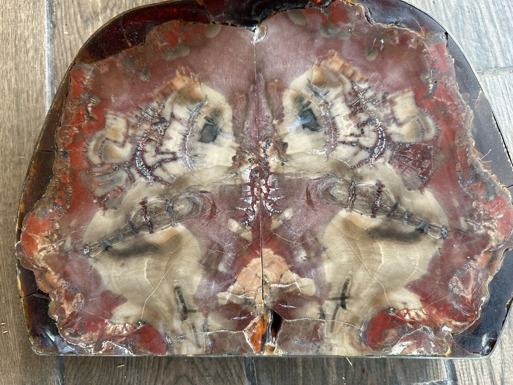 petrified wood.. super unique .. mirror image cuts 
