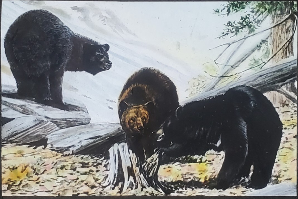 Black Bear, Drawing, Magic Lantern Glass Slide