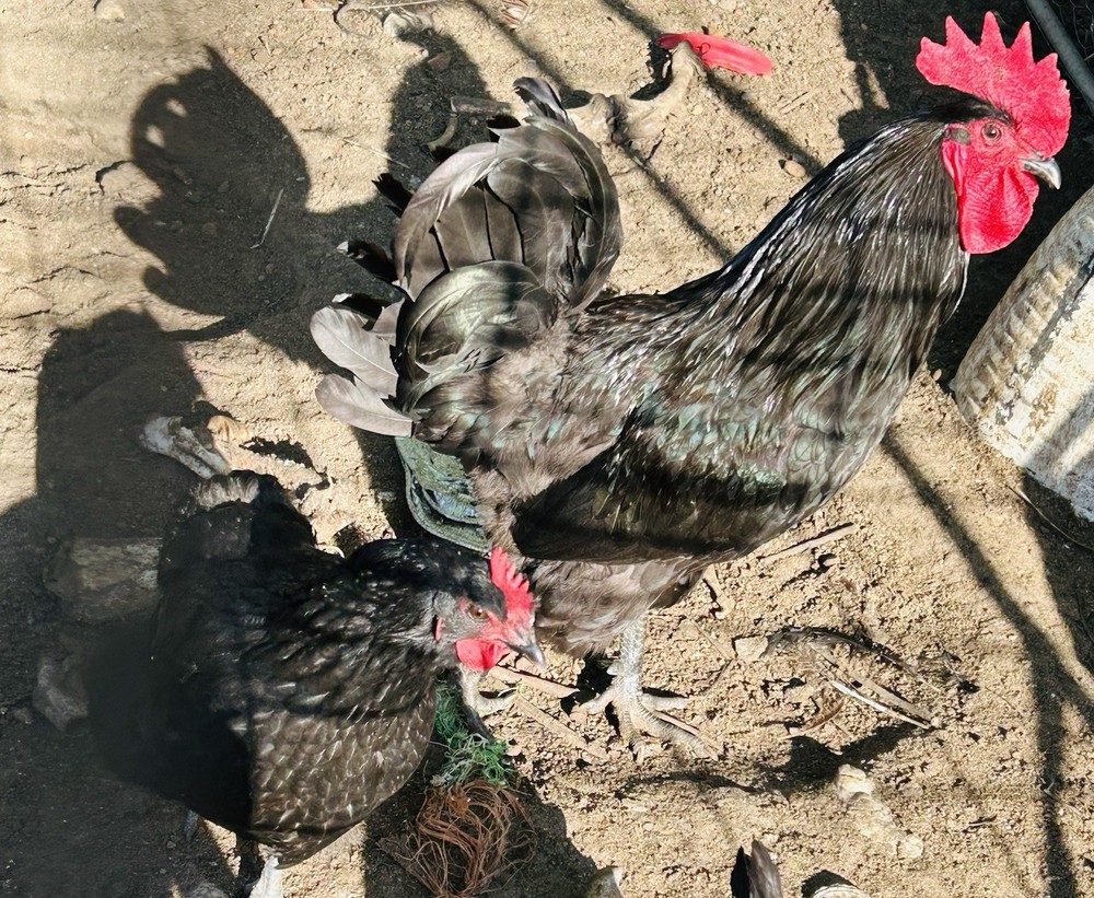 12 Black Australorp Hatching Eggs Pure
