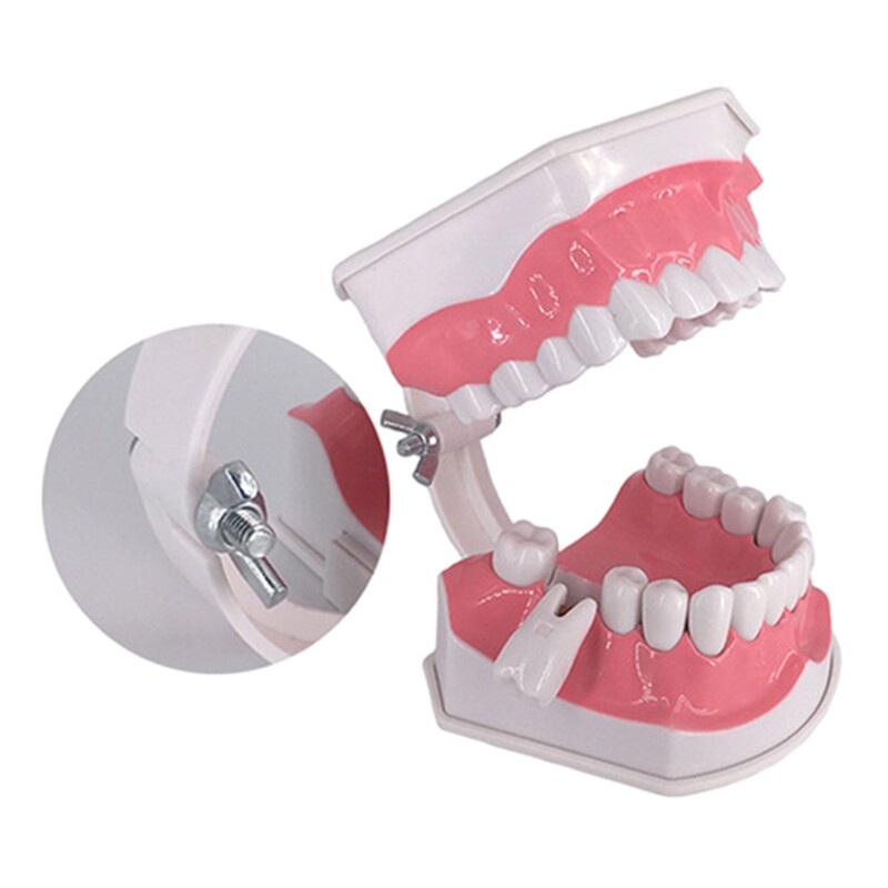 Dental Teaching Model with A Teeth Brush Dentist Educational Demonstration Tool