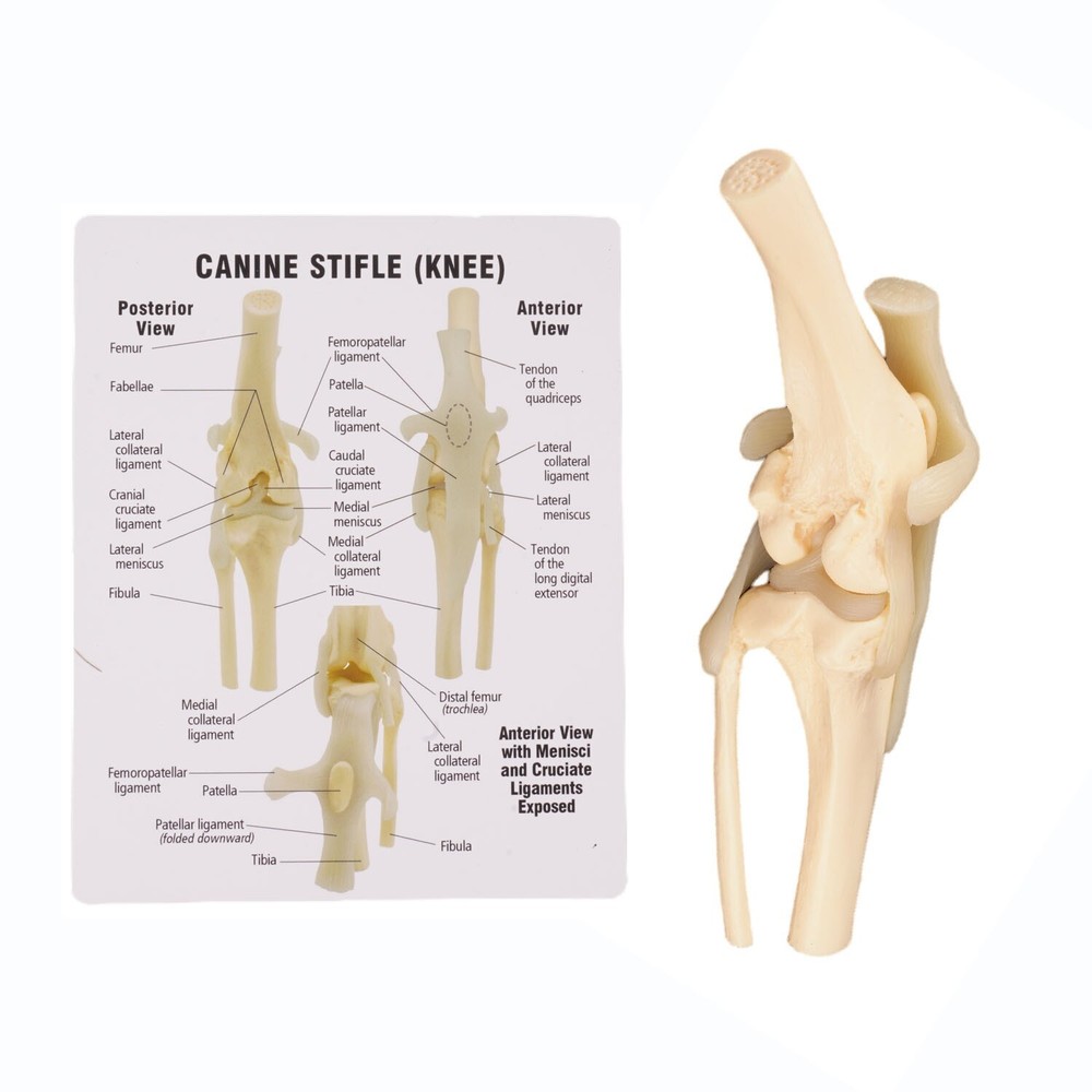 Dog Knee Joint Model Bone Animal Bone Specimen Veterinary Teaching Tools