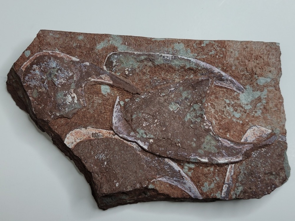 Rare 5 Fossil Devonian Armored Fish Cephalaspid Agnathan Panzer