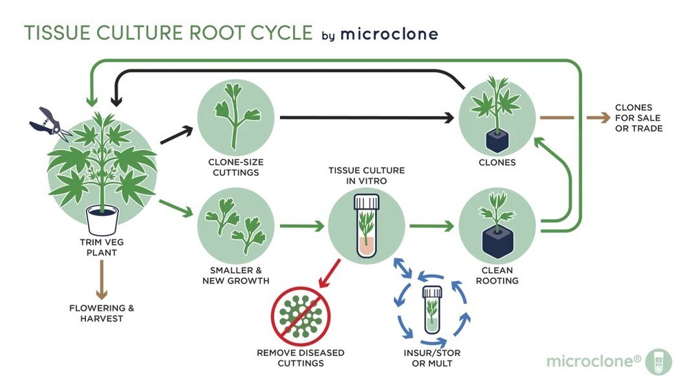 microCLONE Seed Starter Kit makes 1000's Rooted Clones without Mother Plants