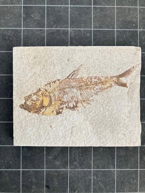 Fossil of a fish