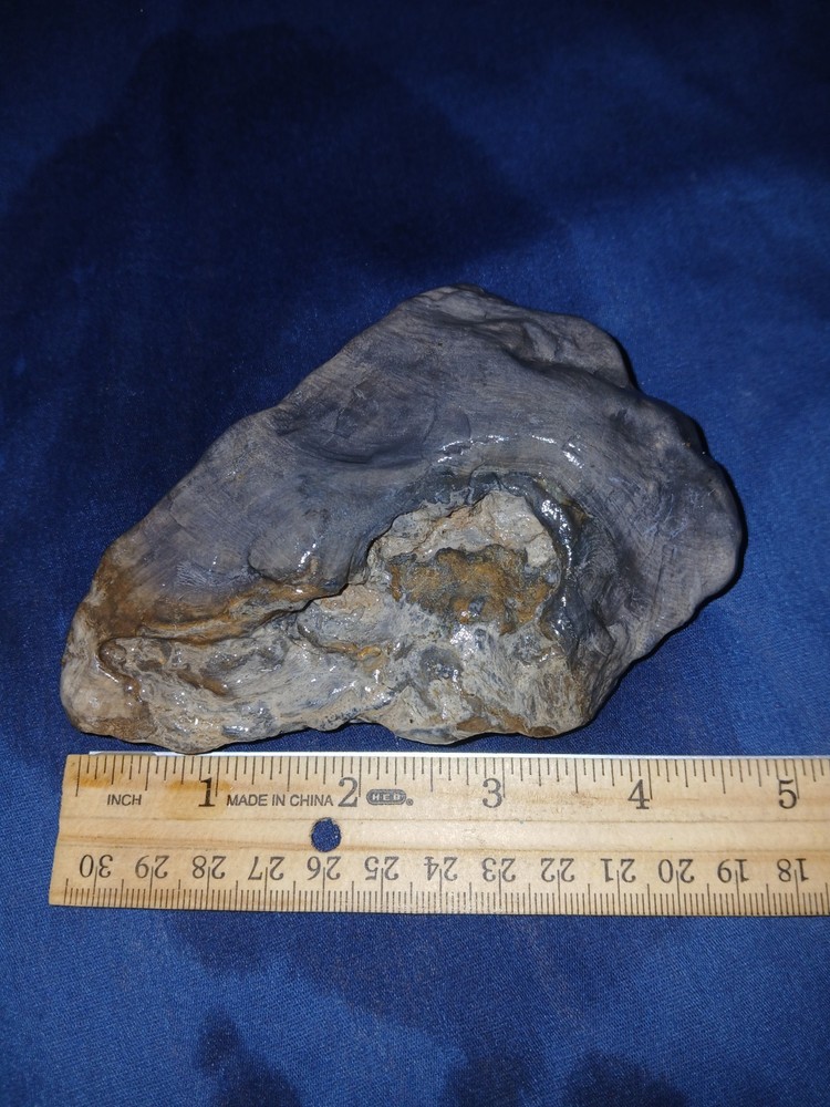 10 oz Texas Black Petrified Wood